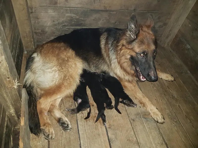 German Shepherd long hair Non Pedigree puppies for sale. — photo 7