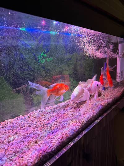 Aquarium with fishes