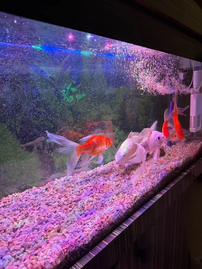 Aquarium with fishes