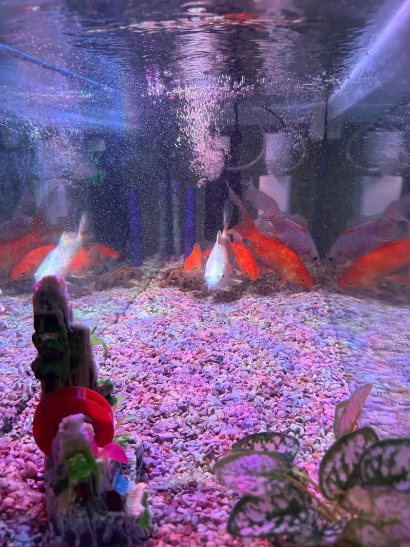 Aquarium with fishes — photo 2