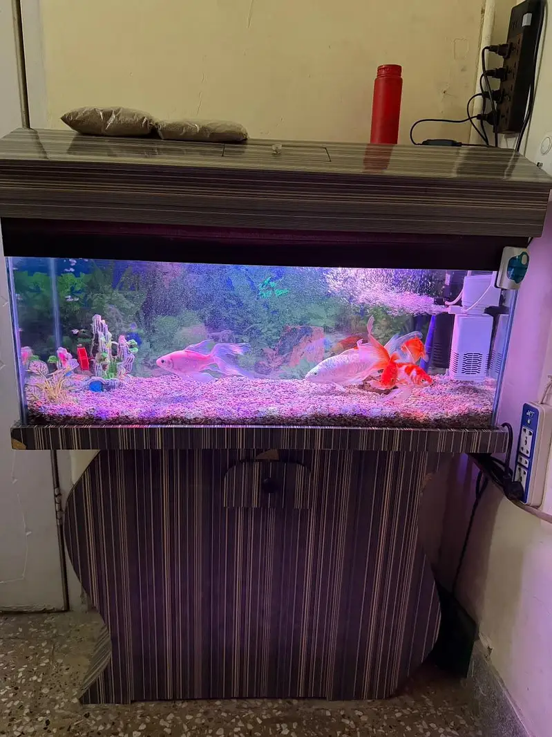 Aquarium with fishes — photo 3