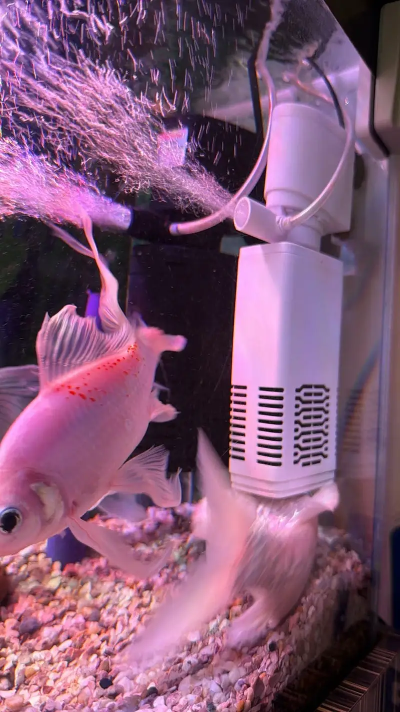 Aquarium with fishes — photo 4