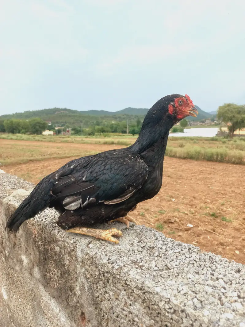 Lasani Aseel Madi for Sale — photo 2