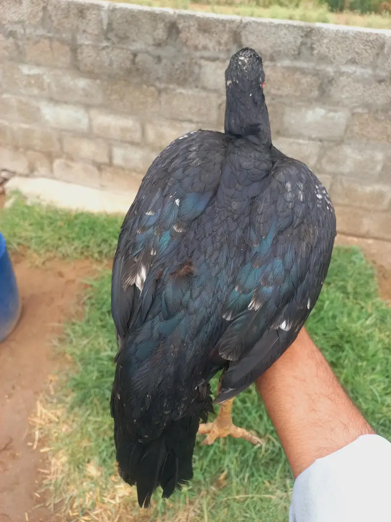 Lasani Aseel Madi for Sale — photo 3