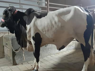 BULL / BACHRA / COW / 03022110311