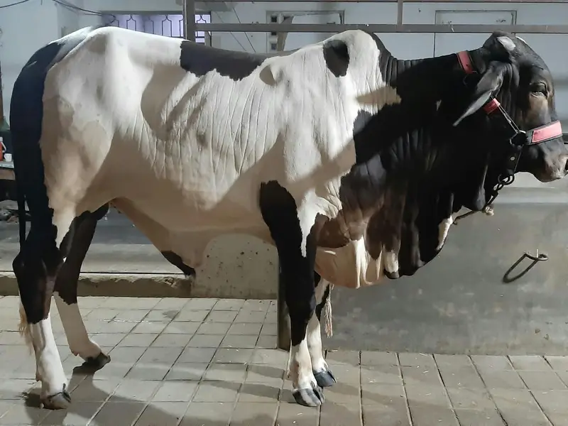 BULL / BACHRA / COW / 03022110311 — photo 2