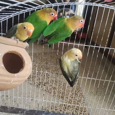 Love bird's breeder pair with cage
