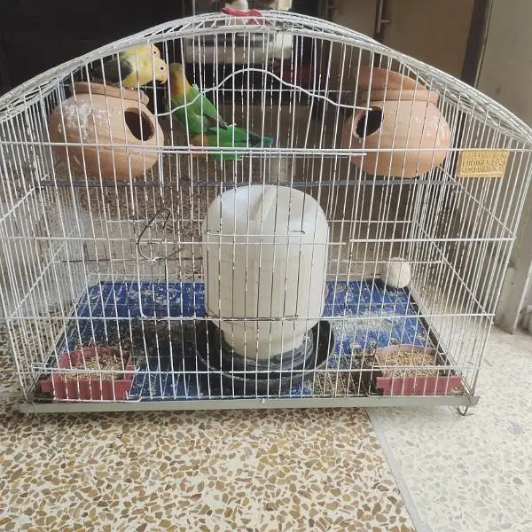 Love bird's breeder pair with cage — photo 2