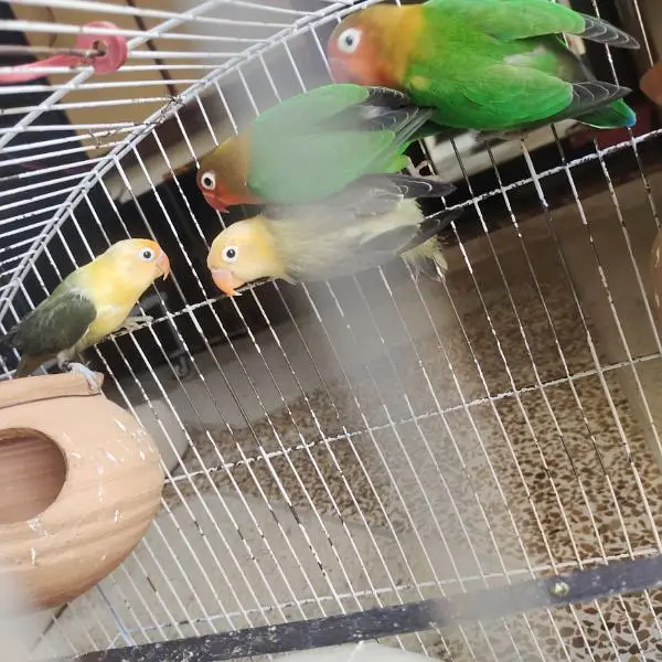 Love bird's breeder pair with cage — photo 3