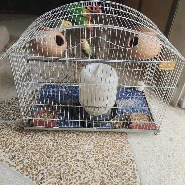 Love bird's breeder pair with cage — photo 4