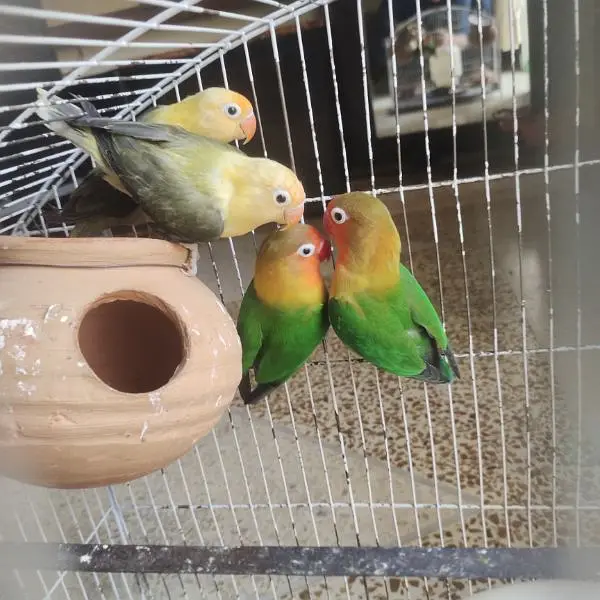 Love bird's breeder pair with cage — photo 5