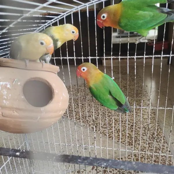 Love bird's breeder pair with cage — photo 6