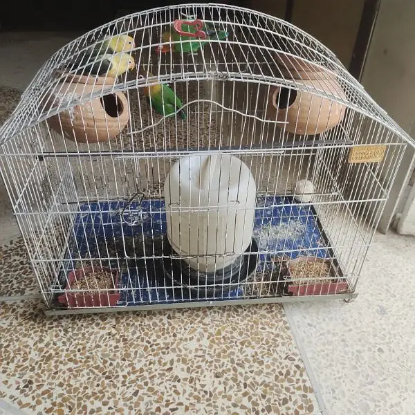 Love bird's breeder pair with cage — photo 7