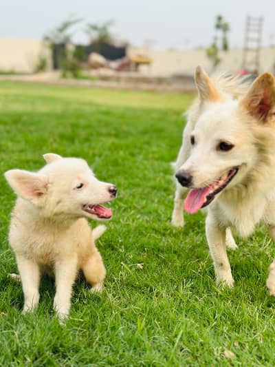 Russian puppy available