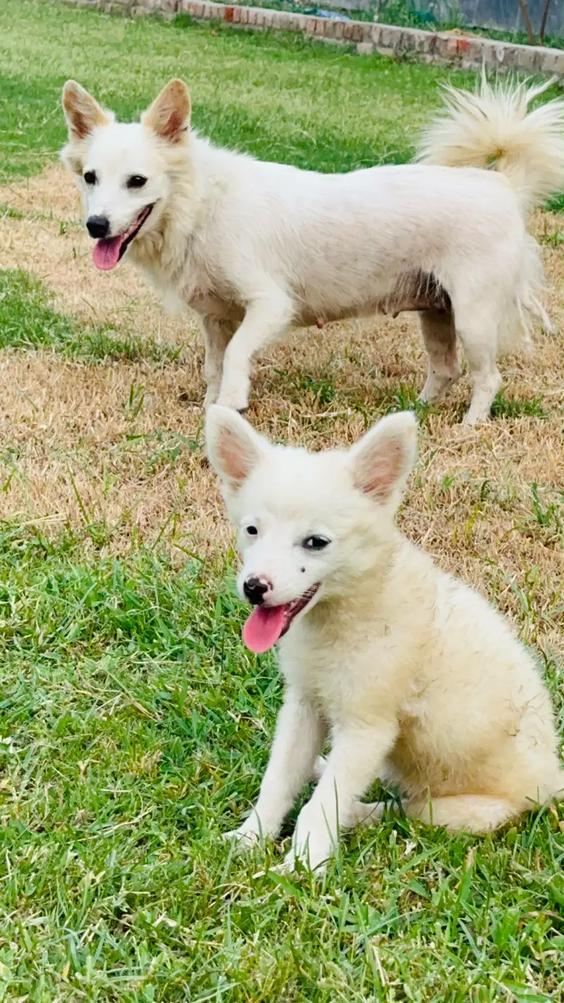 Russian puppy available — photo 2
