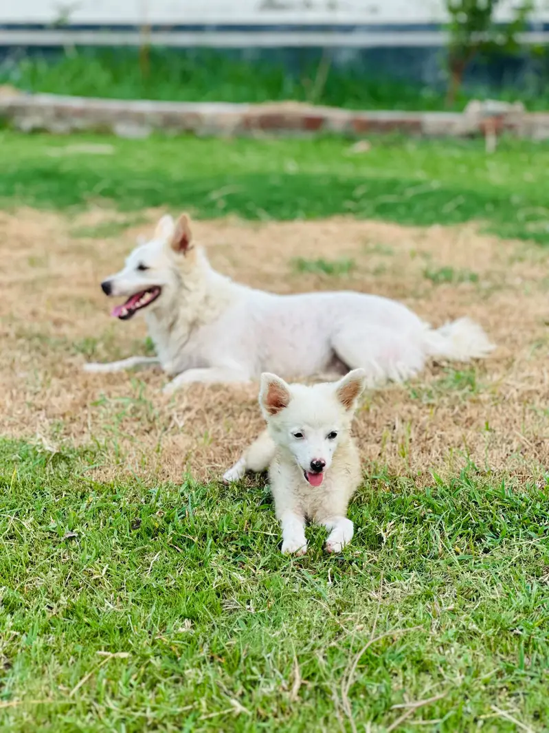 Russian puppy available — photo 3