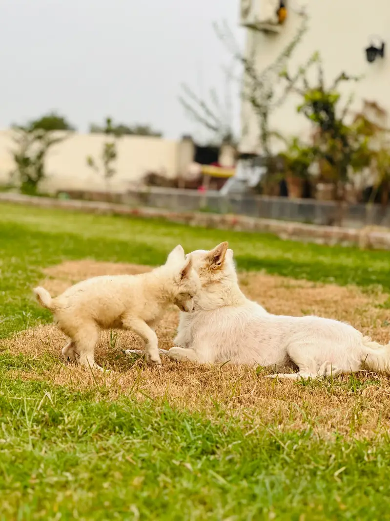Russian puppy available — photo 4