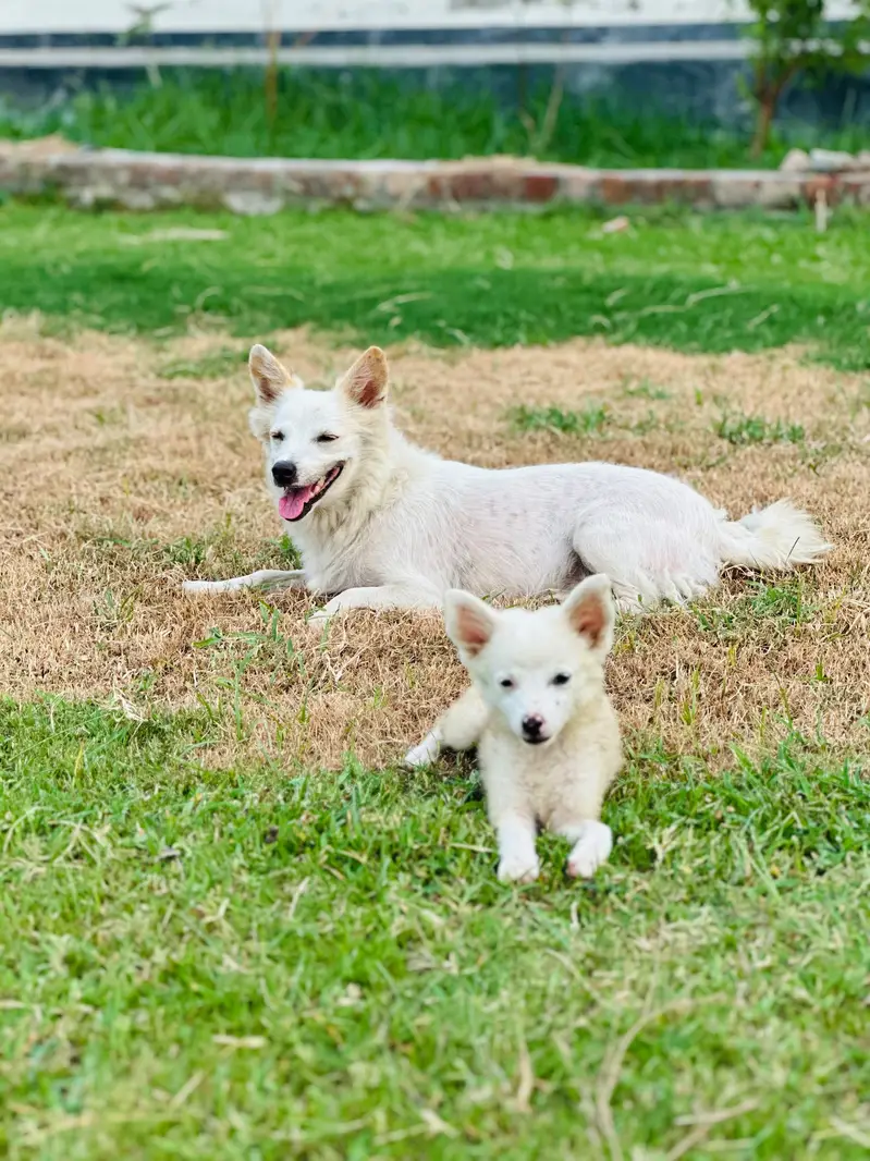 Russian puppy available — photo 5
