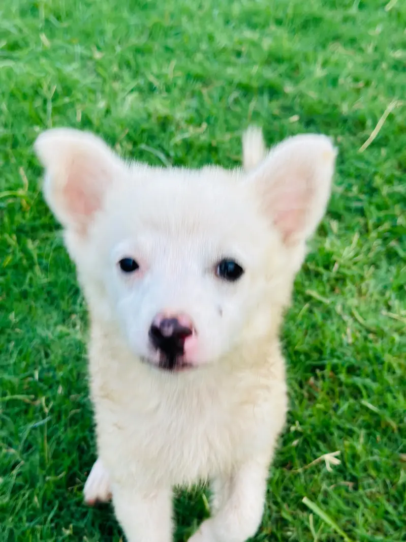 Russian puppy available — photo 6