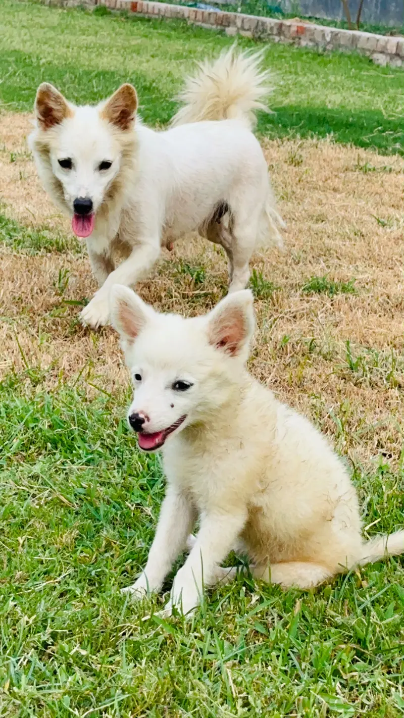 Russian puppy available — photo 7