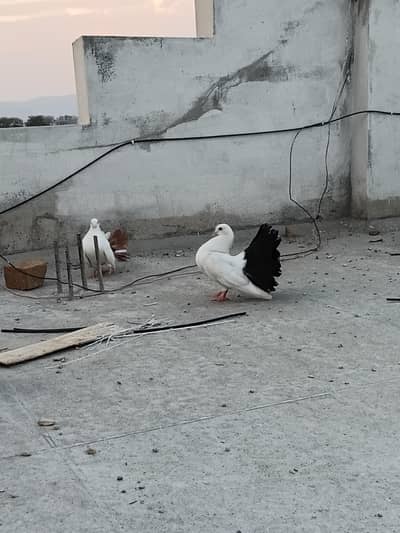 lakay sharazi