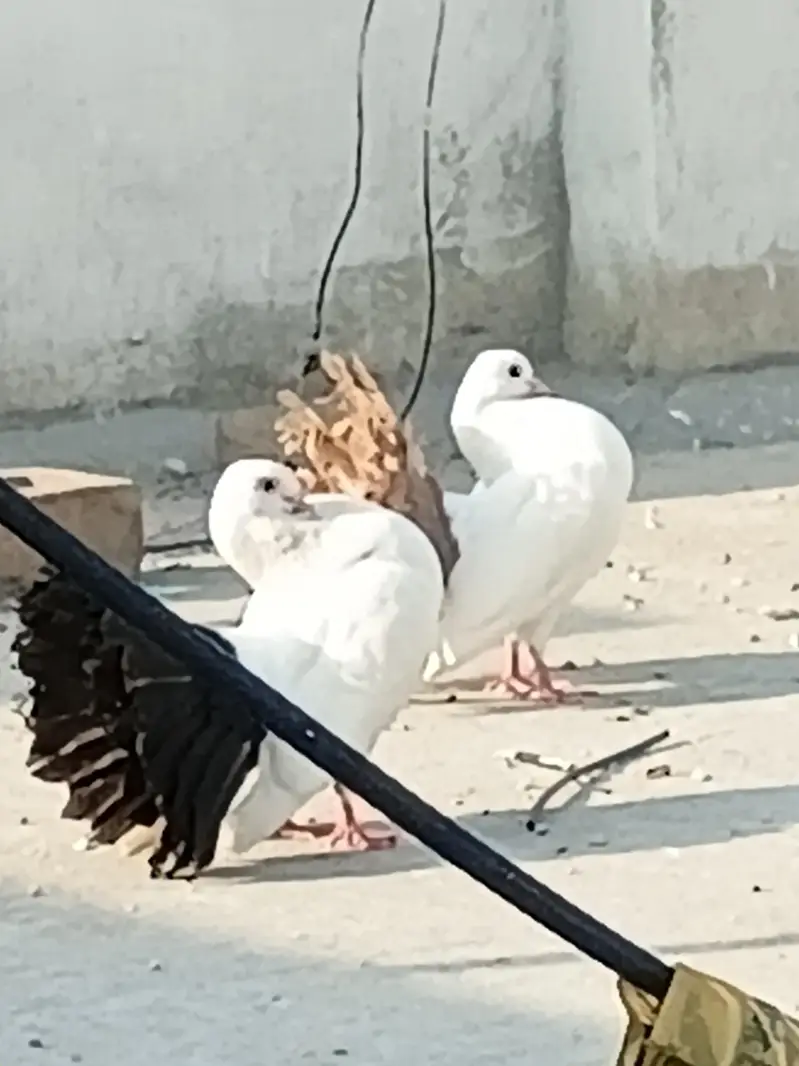 lakay sharazi — photo 6