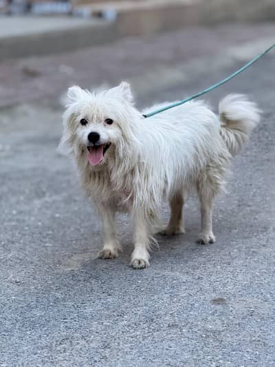 | RUSSIAN | RUSSIAN FEMALE | Female | Dog | Russian For sale