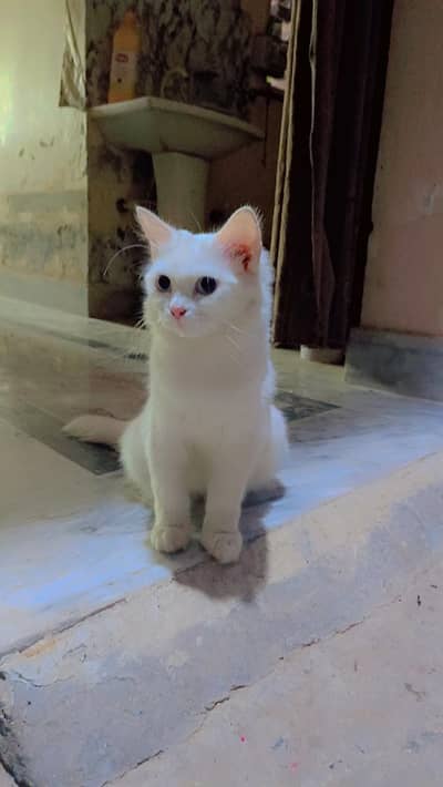 Feml cat Dubl cot
