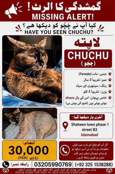 lost cat