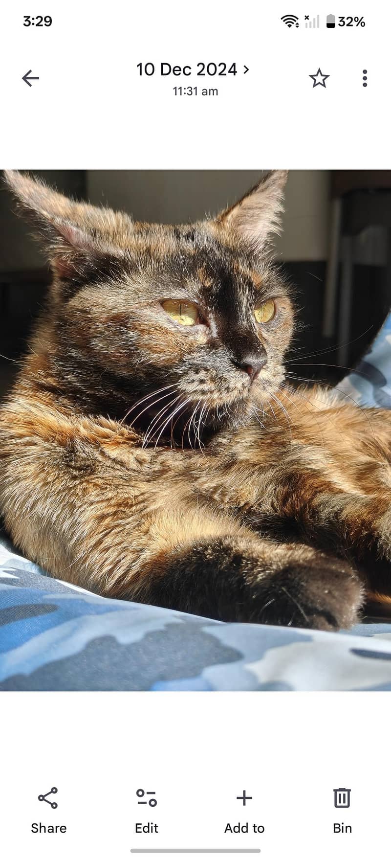lost cat 1