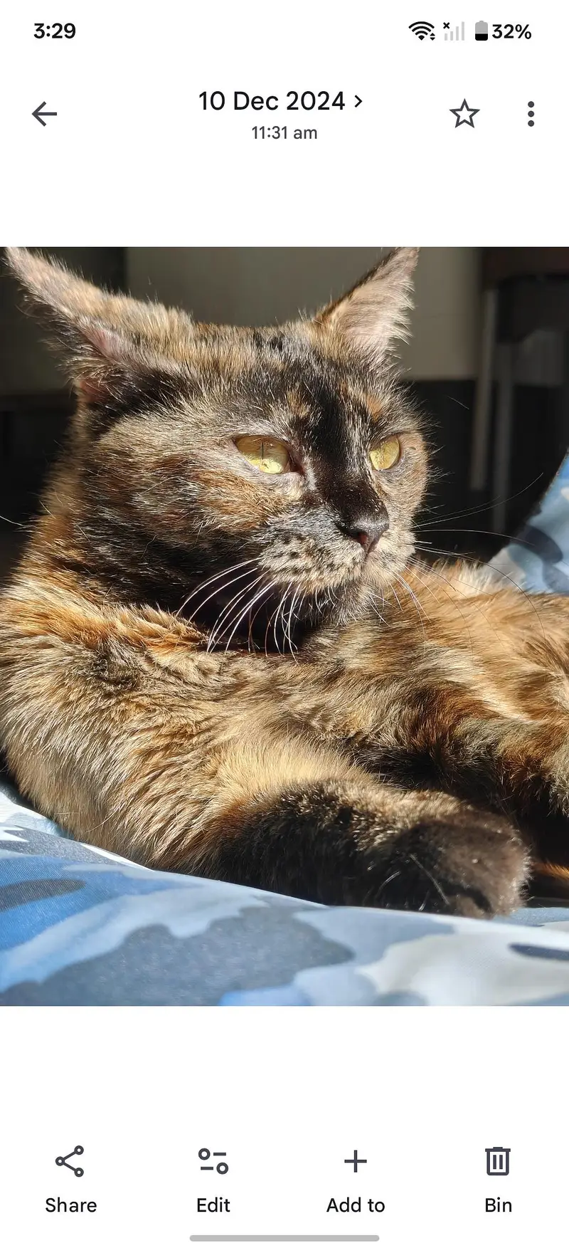 lost cat — photo 2