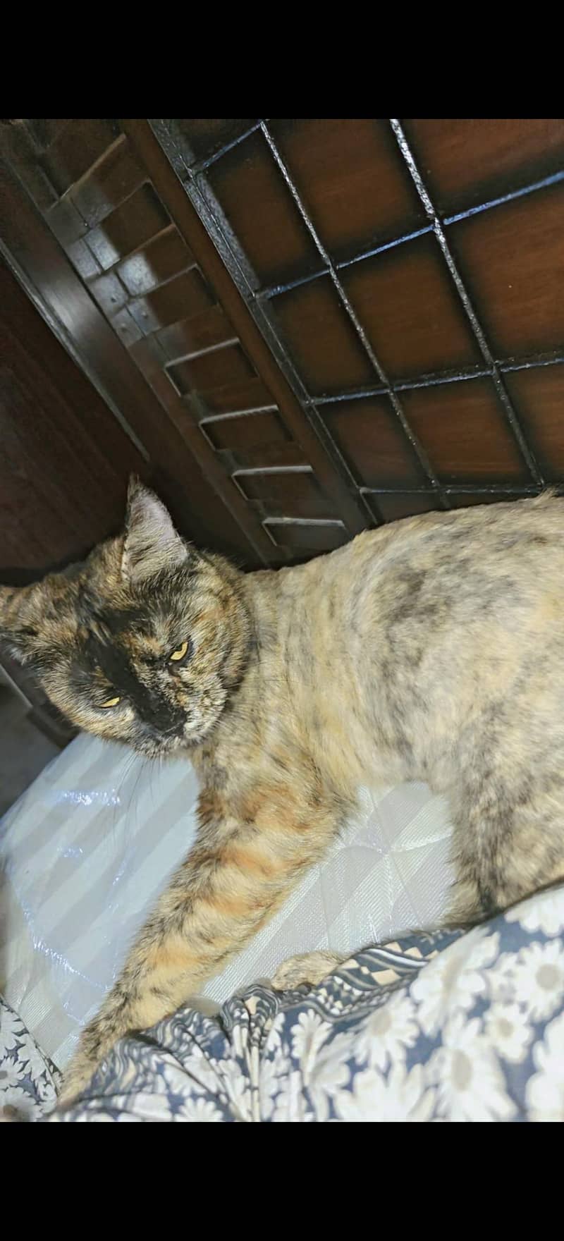 lost cat 2