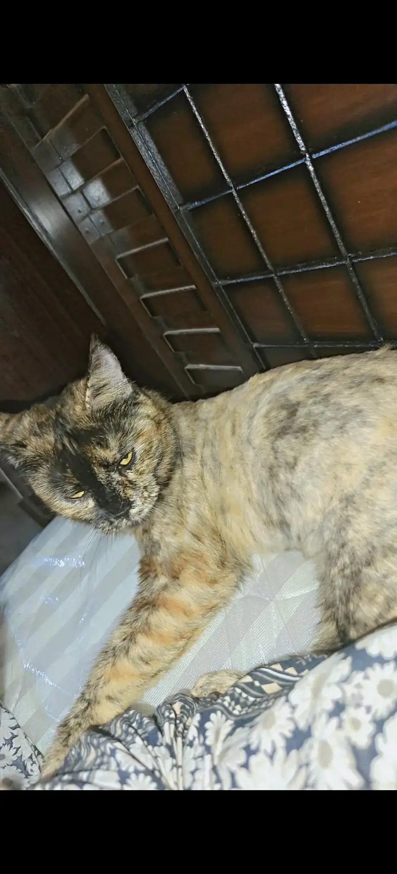 lost cat — photo 3