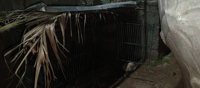 hens and parrots Best cages