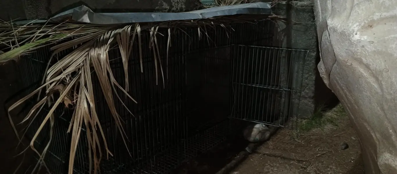 hens and parrots Best cages