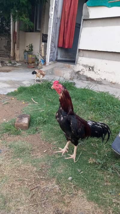 ak jora aseel Heera chicks AK lakha murga for sale