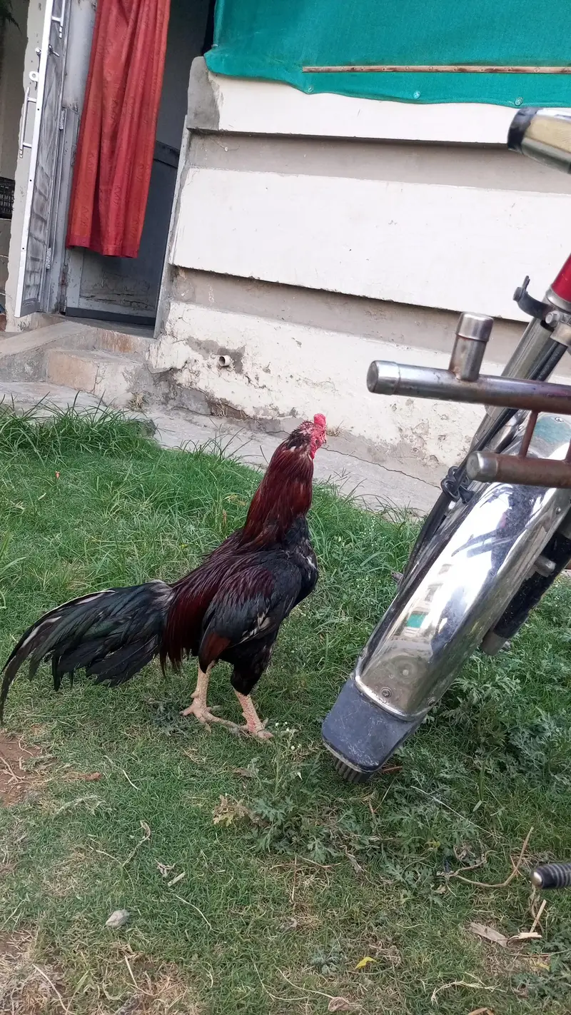 ak jora aseel Heera chicks AK lakha murga for sale — photo 2