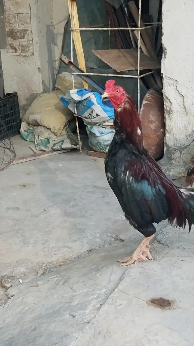 ak jora aseel Heera chicks AK lakha murga for sale — photo 3