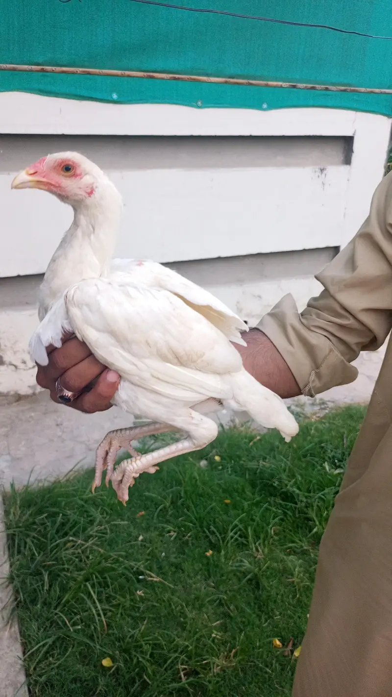 ak jora aseel Heera chicks AK lakha murga for sale — photo 4