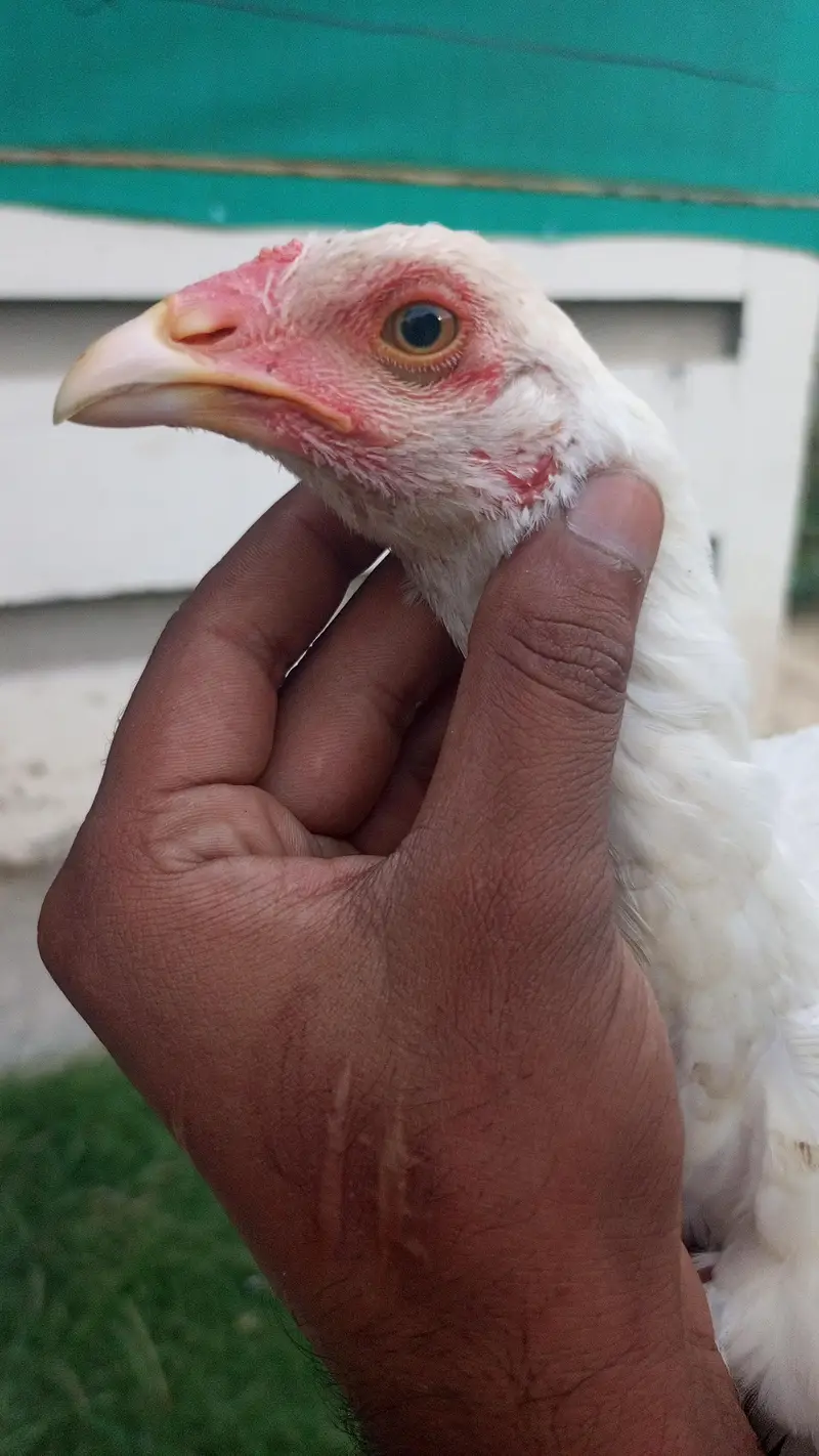 ak jora aseel Heera chicks AK lakha murga for sale — photo 5