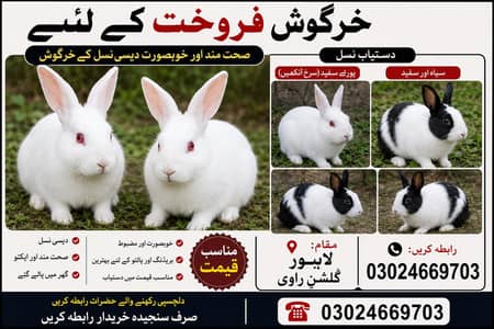  صحت مند خرگوش فروخت کے لیے