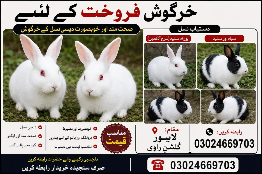  صحت مند خرگوش فروخت کے لیے