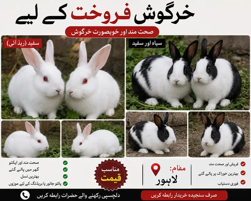  صحت مند خرگوش فروخت کے لیے — photo 2
