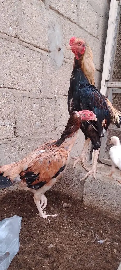 1 pair & 1 female — photo 7