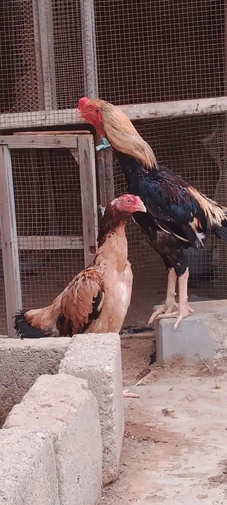 1 pair & 1 female — photo 10