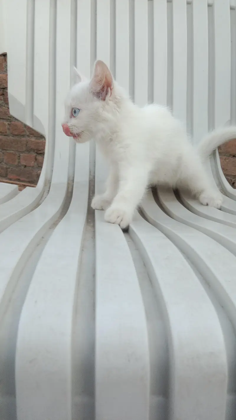 Persian cat — photo 2