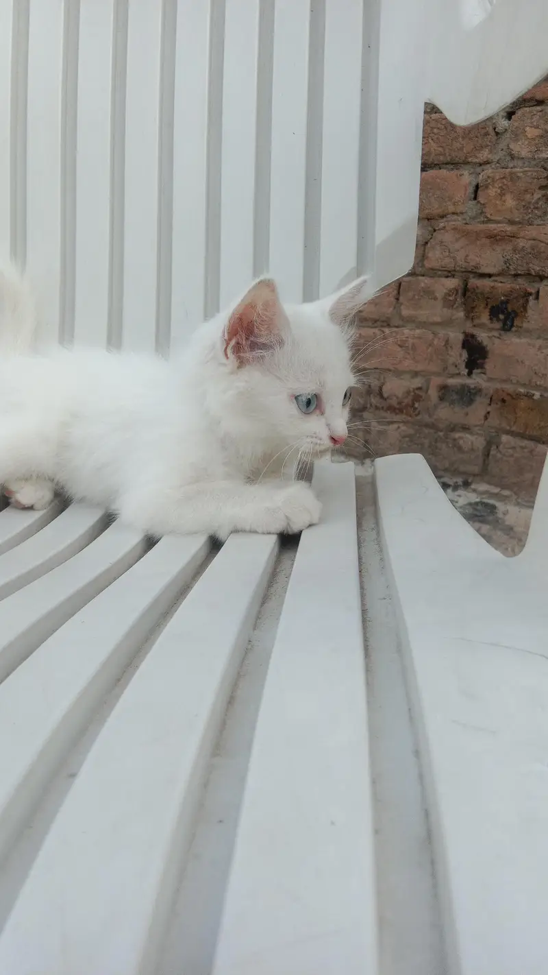 Persian cat — photo 3