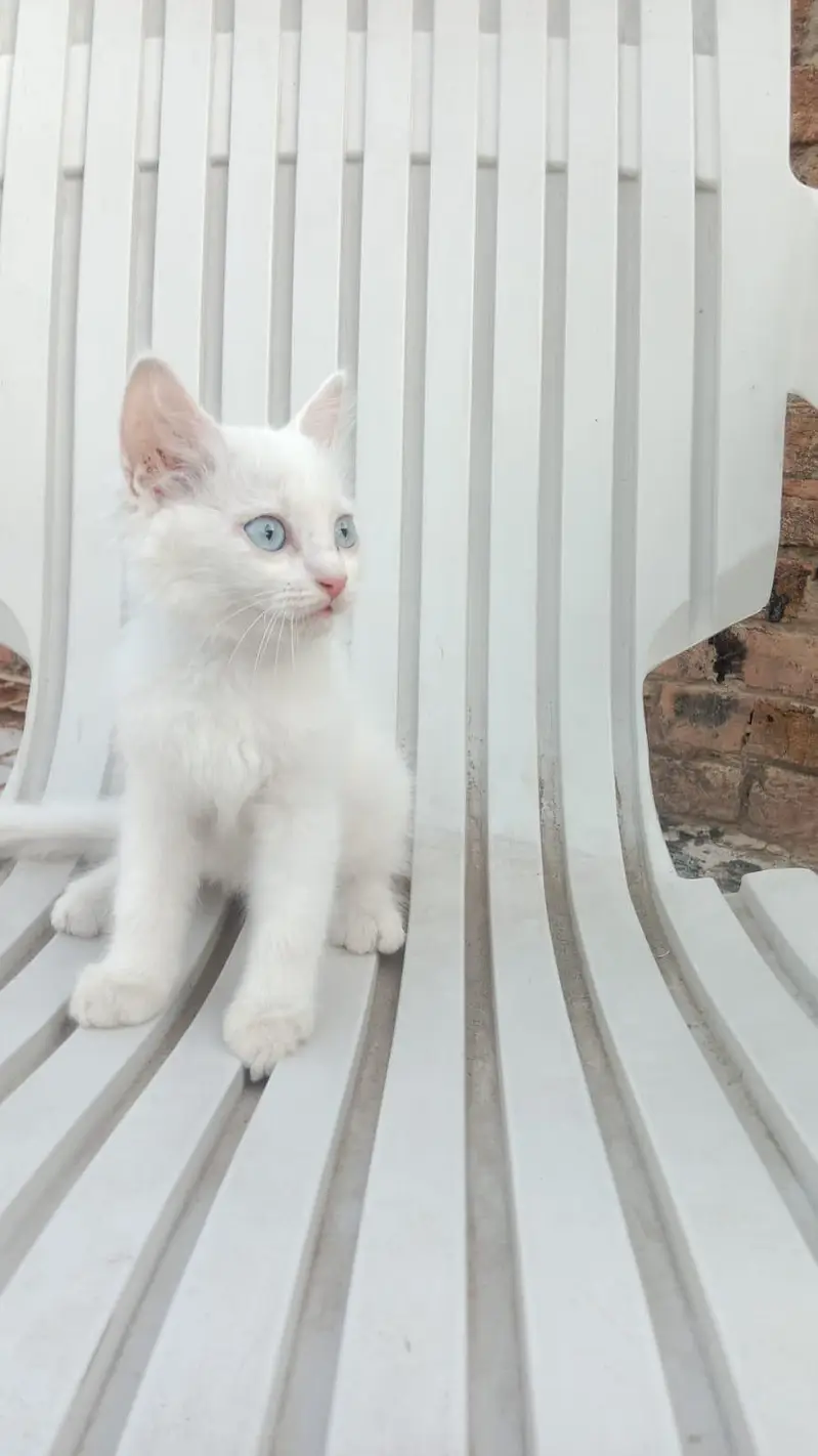 Persian cat — photo 5