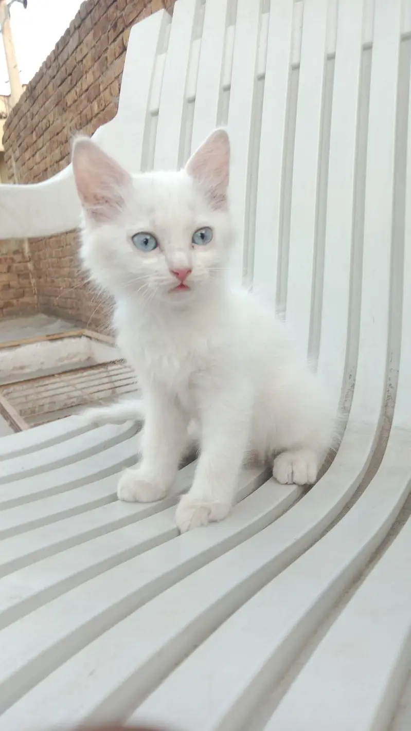 Persian cat — photo 6