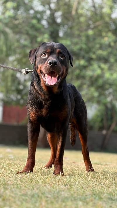 rottweiler Male confirm stud available for sale just need money fully